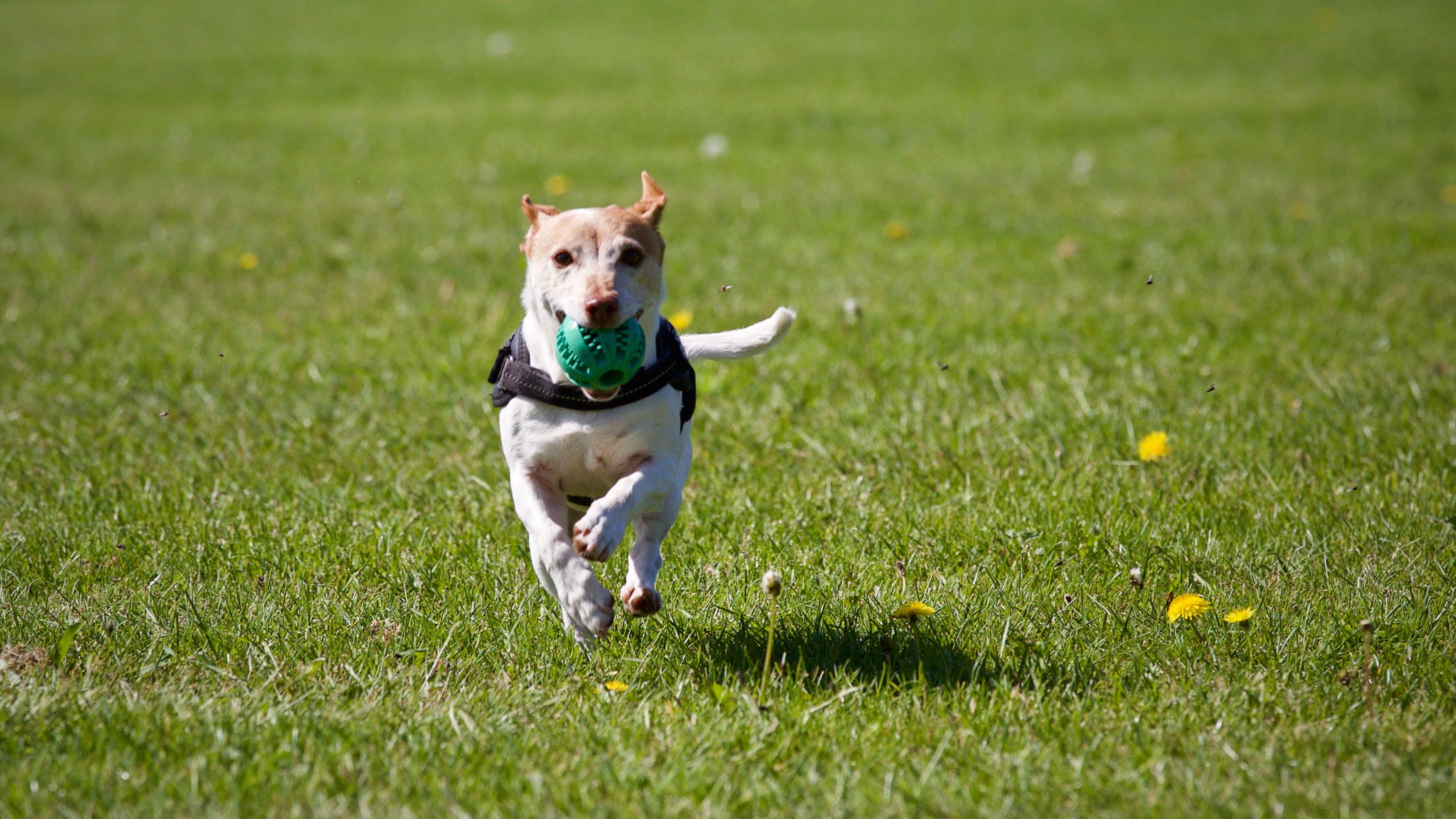 dog chasing ball around trees